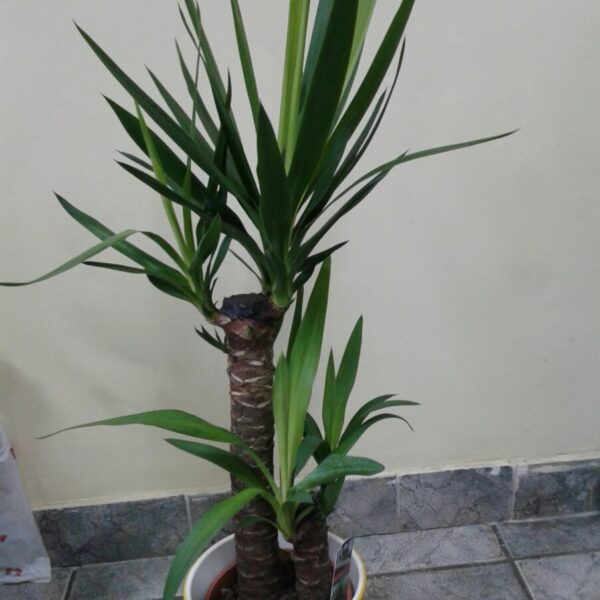 Yucca (drvo života)