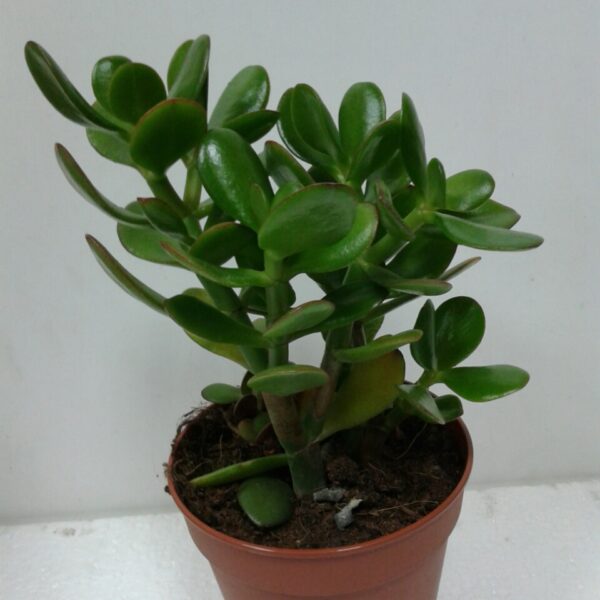 Crassula (drvo novca)