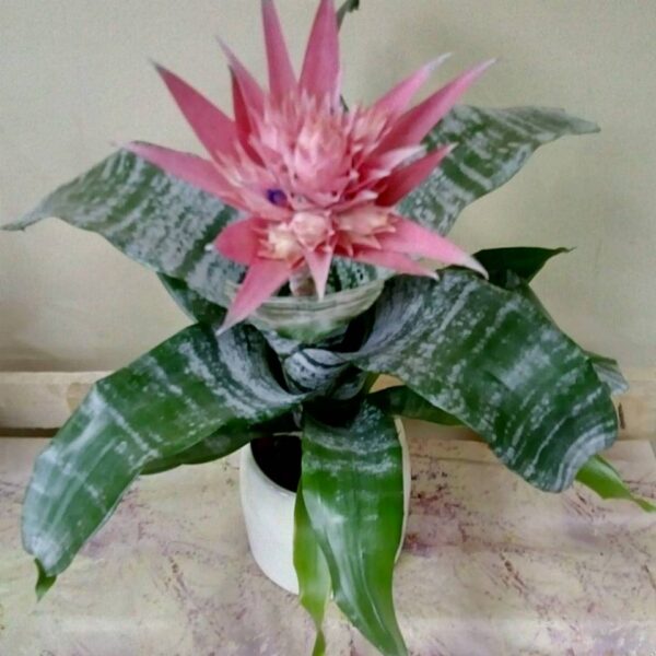 cvecara beograd, dostava cveca, isporuka cveca, poklon