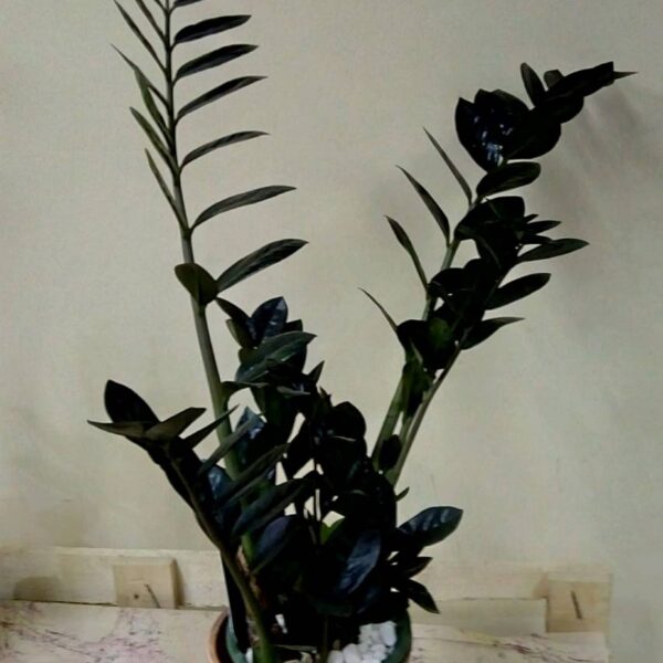 cvecara beograd, dostava cveca, isporuka cveca, poklon