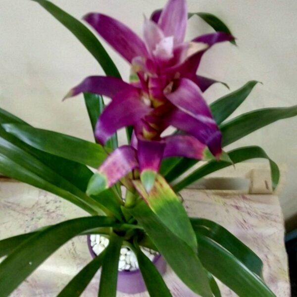 cvecara beograd, dostava cveca, isporuka cveca, poklon