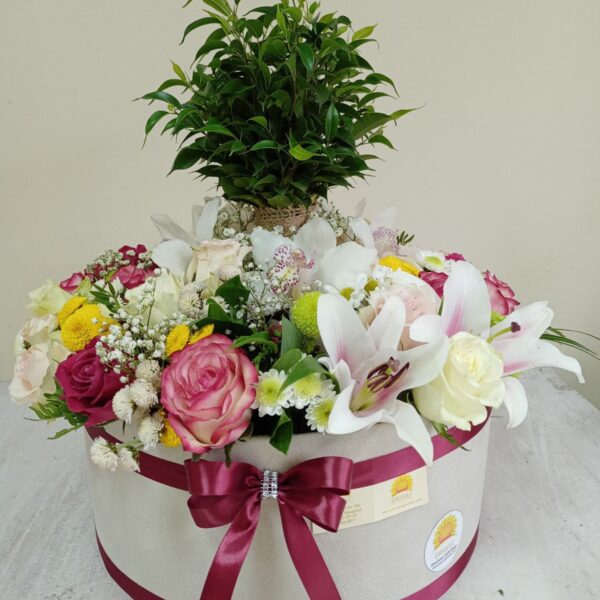 Ruže, ljiljan, orhideje, bendžamin u saksiji u velikom boksu. Aranžman br. 260