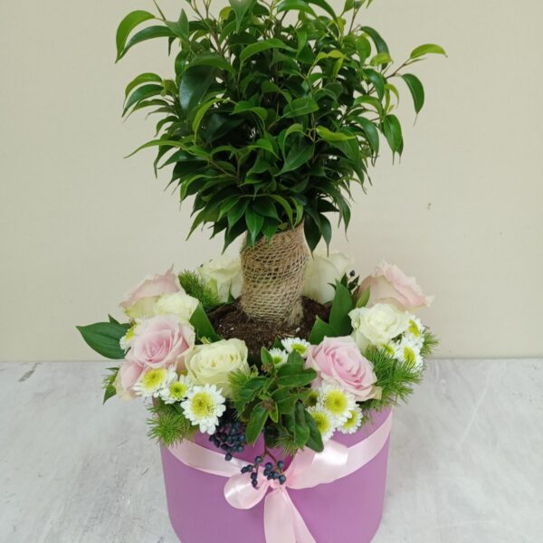 Cvetni aranžman sa bendžaminom u saksiji. Aranžman br. 262