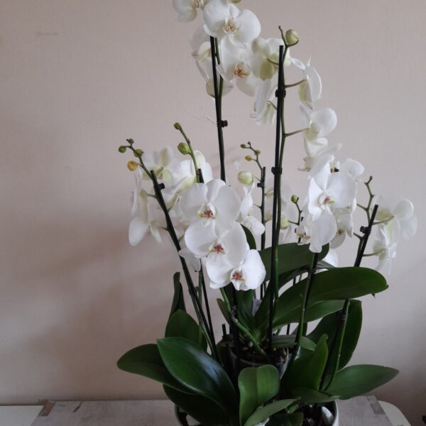 Orhideje u ukrasnoj saksiji